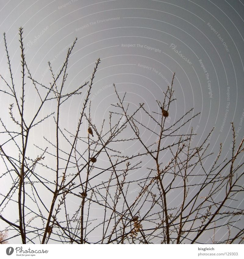 Vöglein im hohen Baum II Farbfoto Außenaufnahme Menschenleer Abend Kontrast Silhouette Himmel Tier Vogel Tiergruppe Frieden tree birds sky Ast Zweig Tag