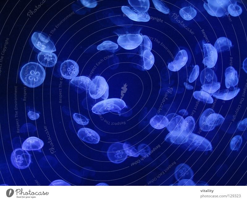 Der Tanz der Medusa Qualle Goa Leuchtkraft Schweben Leichtigkeit Medusenhaupt Meer Unterwasseraufnahme harmonisch schwarz weiß Schwarzlicht Fallschirm Gift