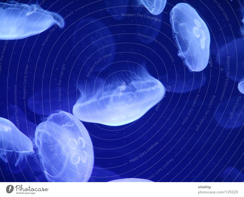 leuchtende schirme Qualle Goa Leuchtkraft Schweben Leichtigkeit Medusenhaupt Meer Unterwasseraufnahme harmonisch schwarz weiß Schwarzlicht Fallschirm Gift weich