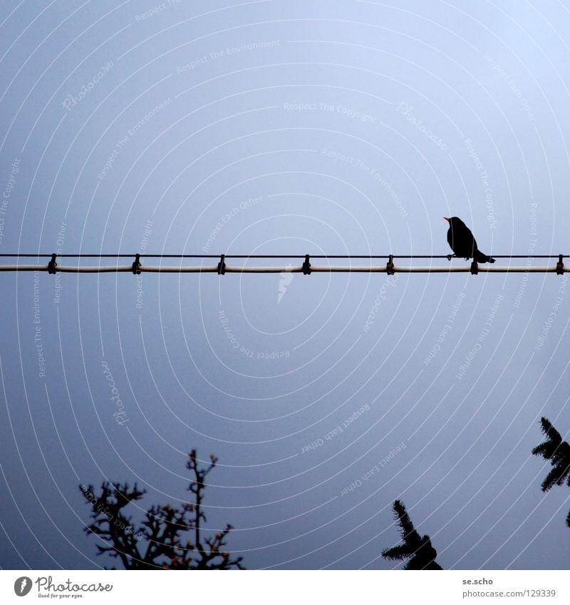Warten auf... Vogel Dämmerung Abenddämmerung Draht Einsamkeit ruhig Baum Blick warten Leitung Kabel blau Himmel Baumkrone überblicken Aussicht