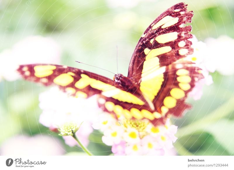 fransig Natur Pflanze Tier Blume Blatt Blüte Garten Park Wiese Wildtier Schmetterling Flügel 1 beobachten Blühend Duft Erholung fliegen Fressen außergewöhnlich