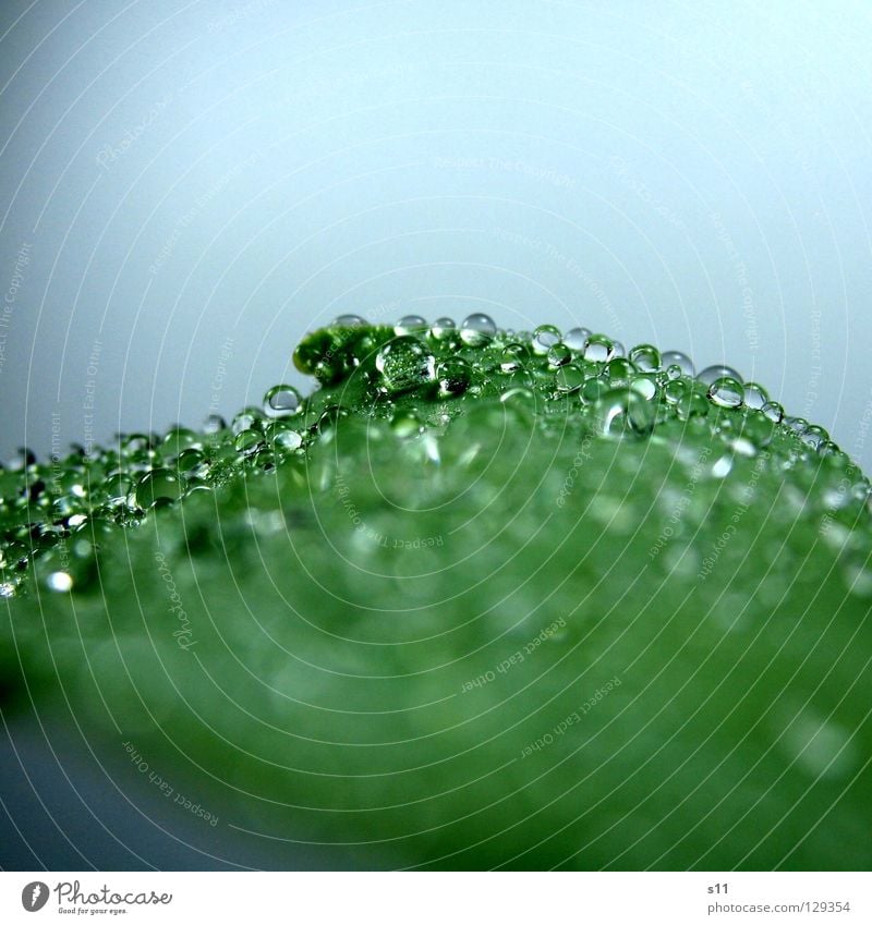 WaterPerls Wassertropfen nass hydrophob grün Pflanze glänzend Flüssigkeit schön Vergänglichkeit Makroaufnahme Nahaufnahme Kraft Kugel Regen spritzen Tulpenblatt