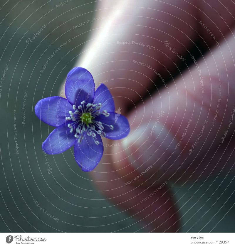 der Frühling kommt... Blume blau Pflanze Natur Wiese Hand Fingernagel Leberblümchen violett Fröhlichkeit mehrfarbig schön Frieden Flowerpower Hintergrundbild