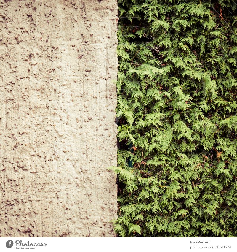 entweder oder Umwelt Natur Pflanze Sträucher Blatt Grünpflanze Haus Bauwerk Gebäude Mauer Wand Fassade Linie Streifen grau grün Schutz Einigkeit Konkurrenz