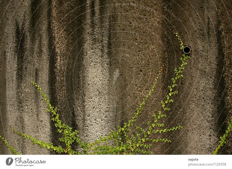 grossstadtdschungel Pflanze Wildpflanze Kletterpflanzen Mauer Wand Stein Streifen alt festhalten dreckig grau grün schwarz Vergänglichkeit gestreift Abflussrohr