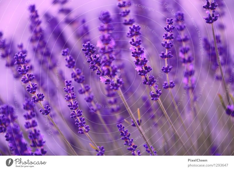 Lavendel Lifestyle elegant schön Kosmetik Parfum Wellness harmonisch Wohlgefühl Zufriedenheit Erholung Duft Spa Landwirtschaft Forstwirtschaft Natur Pflanze