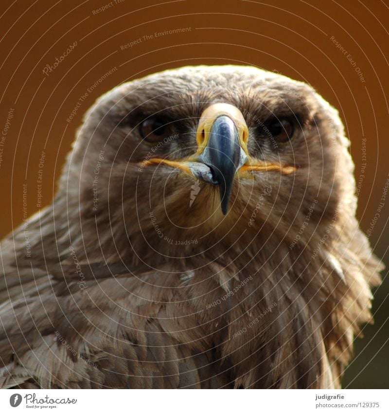 Adler Vogel Greifvogel Schnabel Feder Ornithologie Tier schön Umwelt Farbe steppenadler Stolz Blick Leben Natur