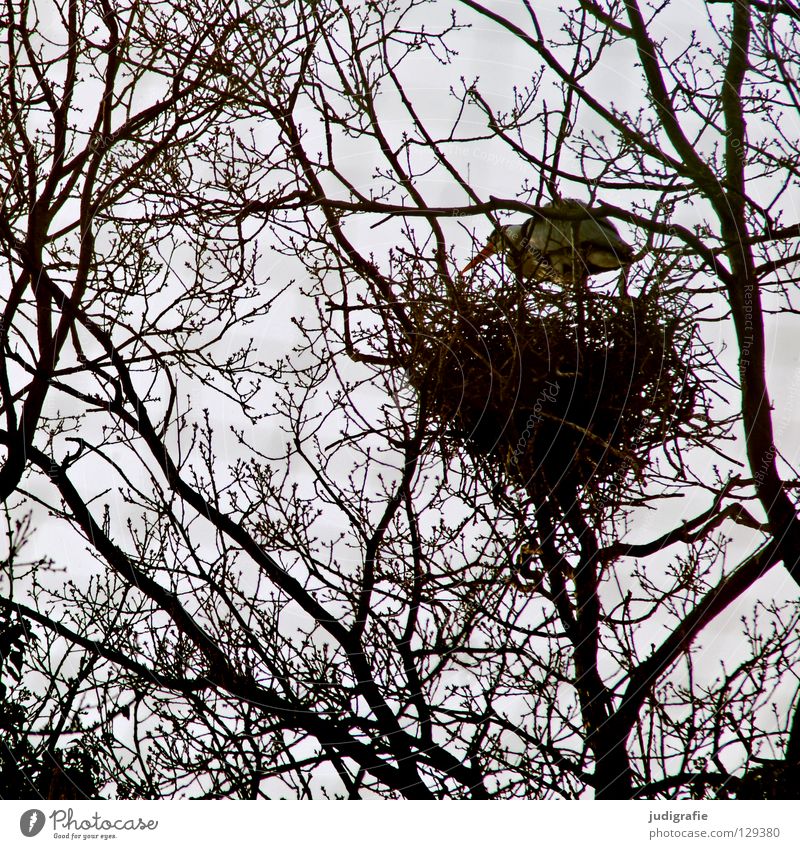 Hoch oben Baum Nest Vogel Reiher Graureiher Geäst durcheinander Gelege Brutpflege Sicherheit Pflanze Tier Umwelt Ast Ei Haus Natur