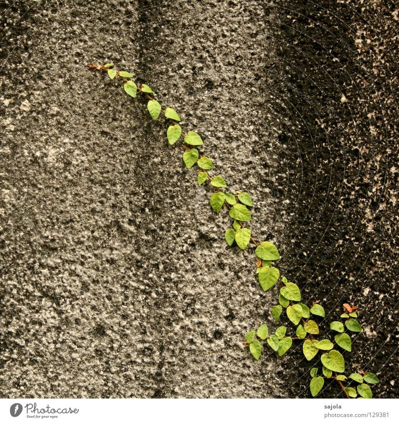 gross.stadt.dschungel.detail Pflanze Blatt Grünpflanze Wildpflanze Kletterpflanzen Mauer Wand Stein Streifen alt festhalten dreckig grau grün schwarz gestreift