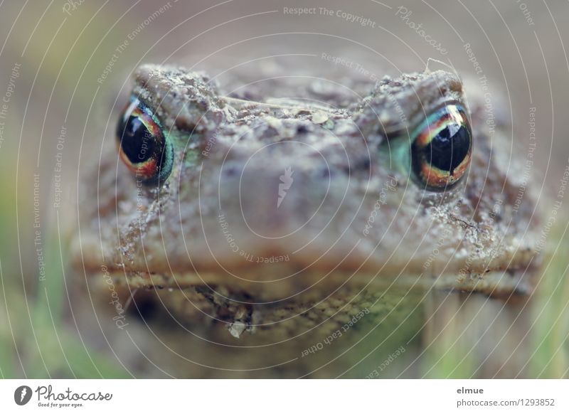 Trau dich! Wildtier Frosch Kröte Traumprinz Küssen Märchen beobachten Blick sitzen Neugier selbstbewußt Coolness friedlich Wachsamkeit Schüchternheit