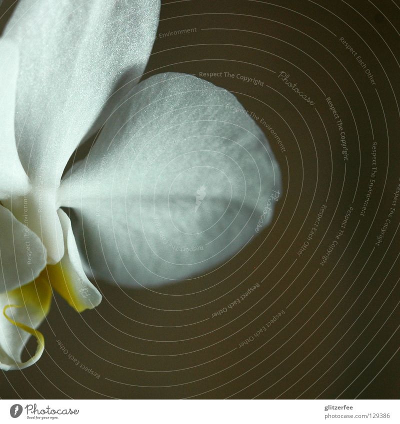 reinheit II Orchidee Blume Pflanze Blüte Wohnzimmer Blütenblatt weiß gelb Topfpflanze Thailand Botanik Wachstum Park Wellness Vergänglichkeit schön