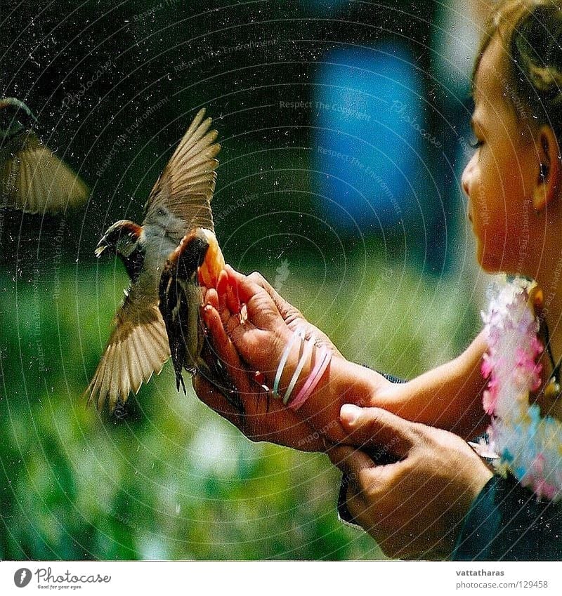 Flying Beauty.... Paris Vogel Feeding Sparrow Pretty Birds Amazing Snap it