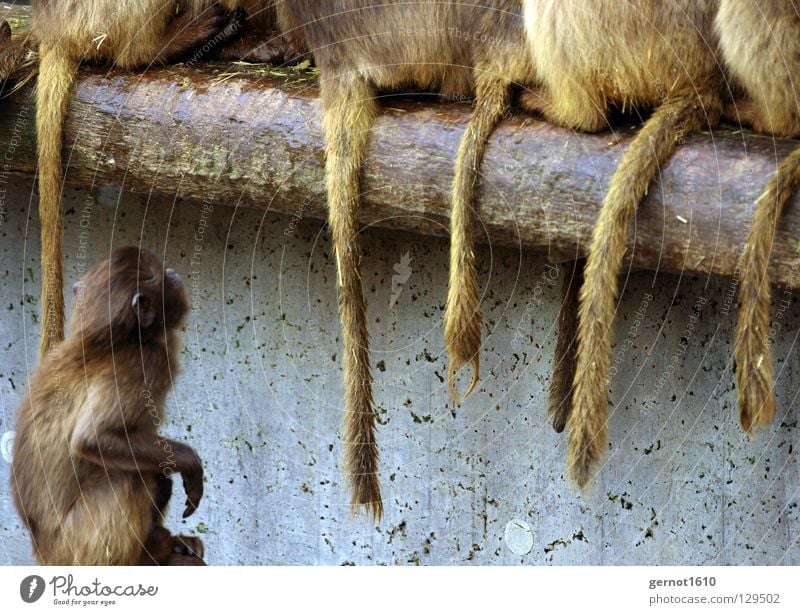 Wenn ich groß bin ... Affen Sehnsucht Schwanz Fell Äffchen Neid braun weiß Zoo Trauer Verzweiflung Macht Säugetier Affentheater sitzen Blick Hochschaun Ast