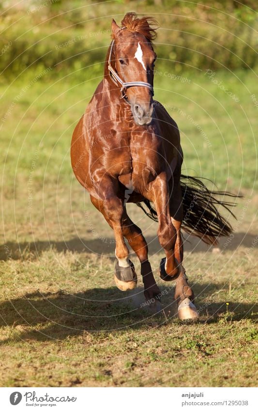 Pferd galoppiert frei auf der Wiese frontal Reiten Tier Bewegung glänzend muskulös Geschwindigkeit Freude Kraft galoppieren schön wild Mut Huf Energie Mähne