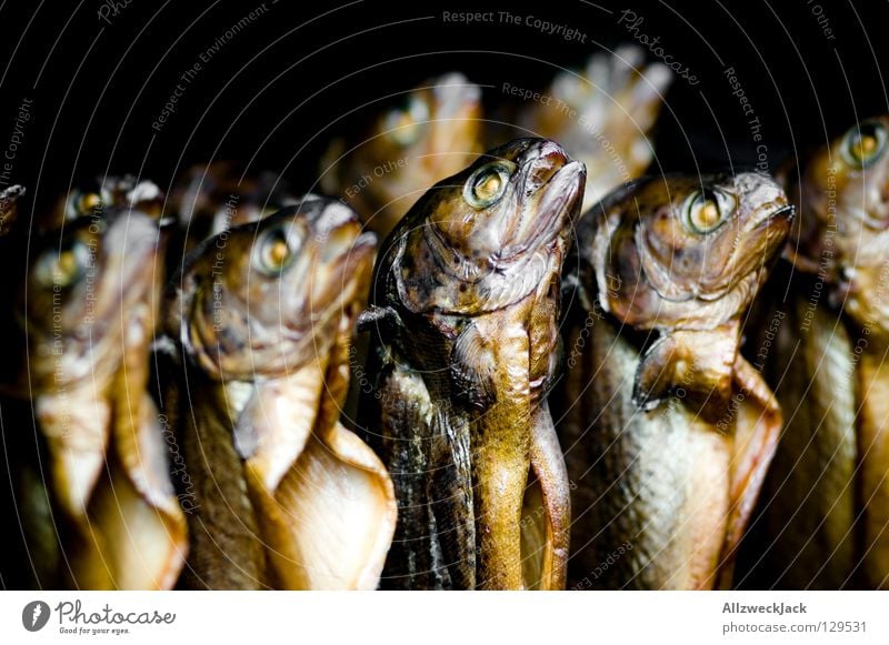 hang out with da Fischechor Bachforelle Räucherfisch aufgespiesst hängen Fischereiwirtschaft Snack Fischauge Forelle räucherofen Markt Ernährung mehrere