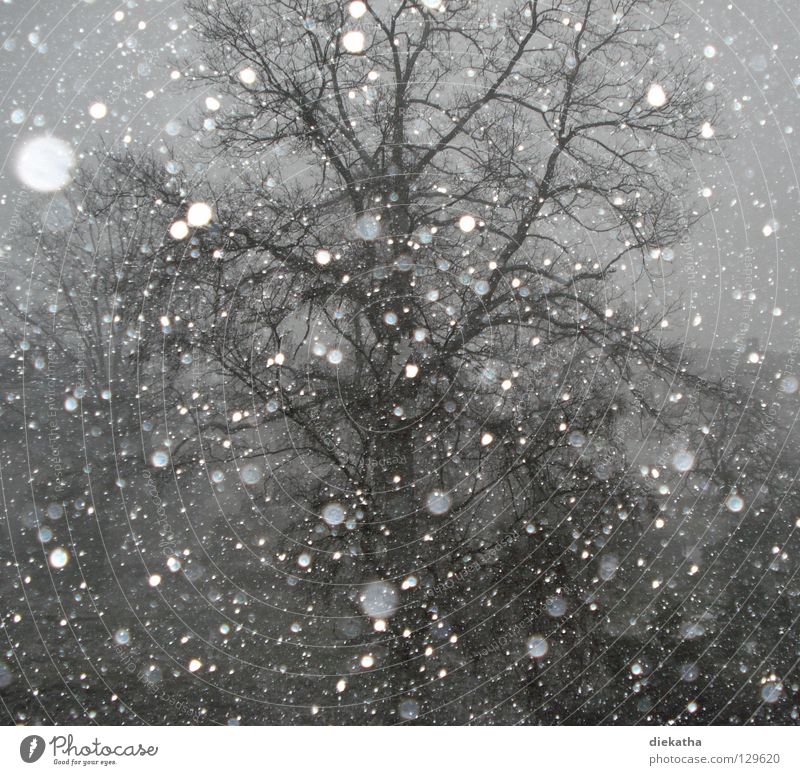 Frühlingsgefühle? Baum Winter kalt Schneeflocke grau Schneefall Jahreszeiten ruhig Wetter Eis Tristess