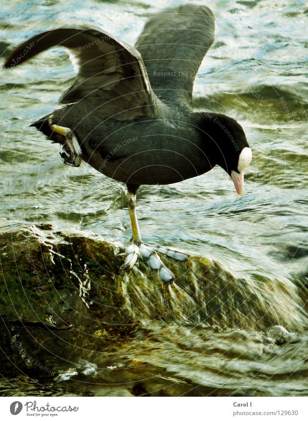 Morgen-Gymnastik Vogel groß stehen schwarz grün Sturm Schnabel Wellen See Seeufer Feder Sicherheit dunkel hüpfen üben Blässhuhn Wasser Fuß Ente überdimensional