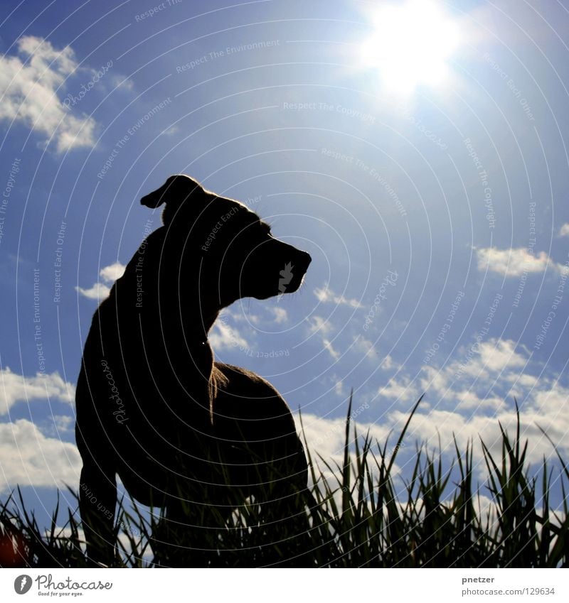 Canis lupus familiaris Hund Tier Haustier Labrador Mischling beige Fell gegen Licht weiß Wolken Gras schwarz stehen Wachsamkeit Spaziergang gehen Freude