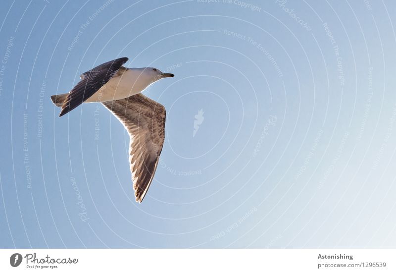 Möwe im Flug II Tier Luft Himmel Wolkenloser Himmel Wetter Schönes Wetter Wärme Essaouira Marokko Wildtier Vogel Tiergesicht Flügel 1 fliegen Blick elegant hoch