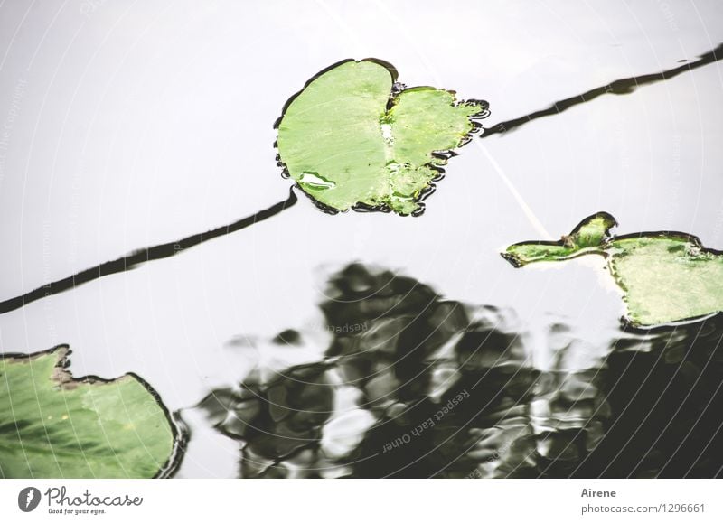 0815 AST | oberflächlich Blatt Seerosenblatt Seerosenteich Seeufer Flussufer Teich Regnitz Wasser Linie Schwimmen & Baden Wachstum oben grün schwarz Natur ruhig