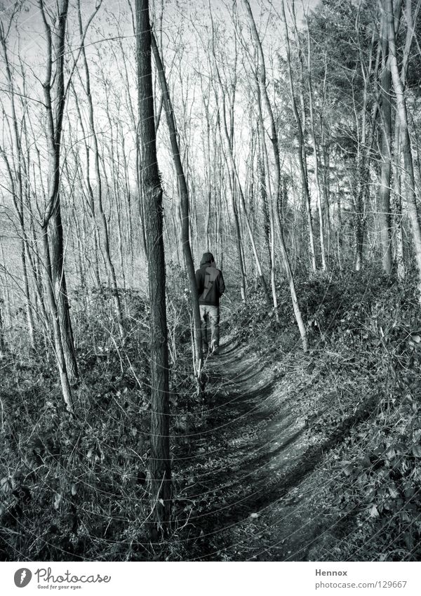Triebtäter grau Wald Baum verfolgen Fußweg Blatt Geäst Schwarzweißfoto Typ laufen Gestrüb Wege & Pfade
