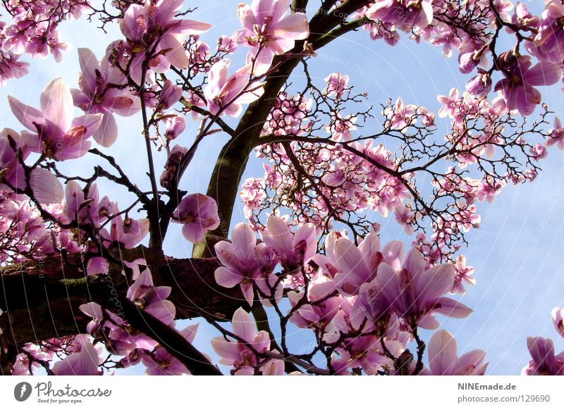 FrühlingsZauber Magnolienbaum Physik Blüte Blütenblatt Frühlingsgefühle Gute Laune Karlsruhe Ambiente Fröhlichkeit Flair lichtvoll weiß Vollendung perfekt