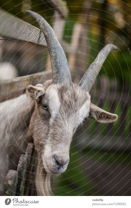 bock(s)horn Ausflug Fell Tier Nutztier Tiergesicht Zoo Streichelzoo Ziegen Ziegenfell Horn Ziegenbock 1 beobachten entdecken füttern Blick stehen warten elegant