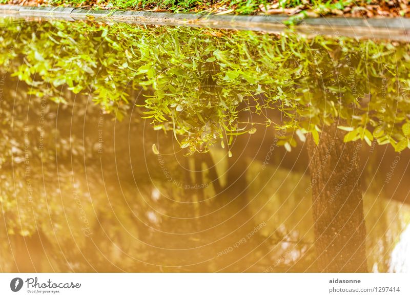 Pfütze Sommer Wetter Teich Erholung geheimnisvoll Umwelt Wasser Reflexion & Spiegelung Küste See China Pflanze Spiegelbild Farbfoto Außenaufnahme Menschenleer
