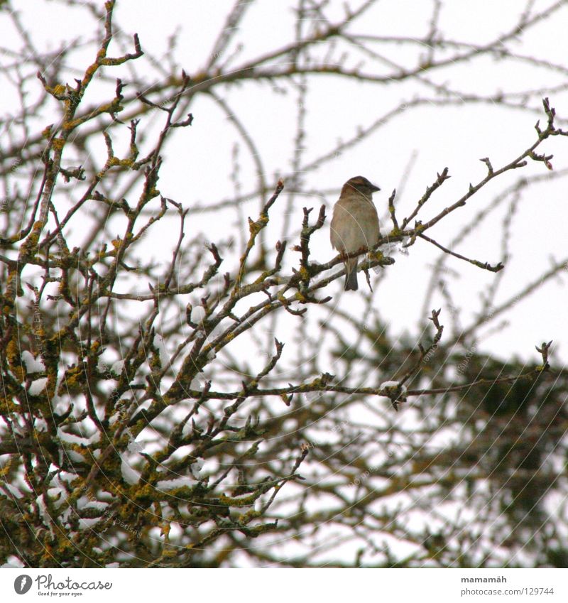Frühlingsvogel 1 Vogel Winter kalt Einsamkeit Baum Gezwitscher Schnee Ast sitzen Pfeifen bird