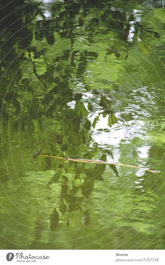0815 AST | sich treiben lassen Wasser Pflanze Baum Blatt Grünpflanze Wald Urwald Flussufer Auwald Schwimmen & Baden kalt grün Geborgenheit Verschwiegenheit