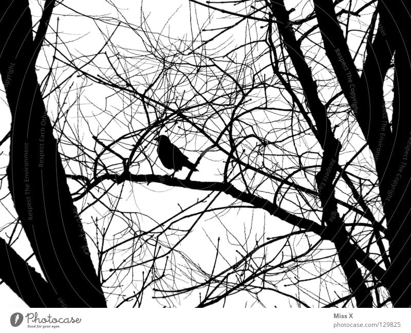 Wo ist mein Rabenvater Krähe Vogel Rabenvögel schwarz weiß Baum Ast Crow Schwarzweißfoto Zweig