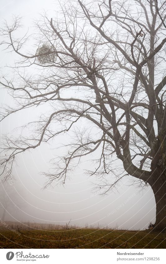 Linde Natur Landschaft Pflanze Herbst Klima schlechtes Wetter Nebel Regen Baum Park alt dunkel groß stark standhaft demütig Senior Kraft stagnierend Stimmung