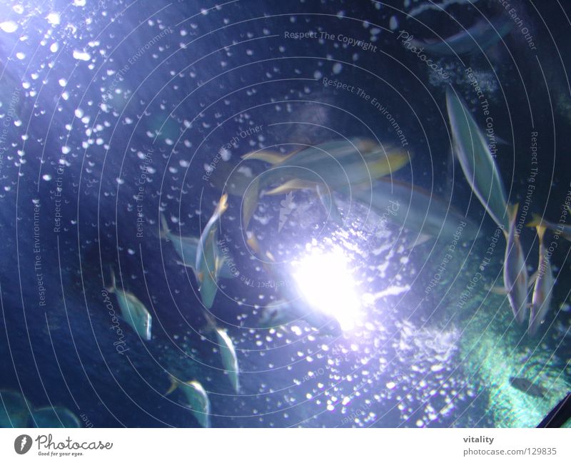 die Erleuchtung Meer Erkenntnis Hemmung Lebensfreude prickeln Mineralwasser Wasserblase Schwanzflosse gelb Licht Fischschwarm Angst durcheinander blau Tanzen