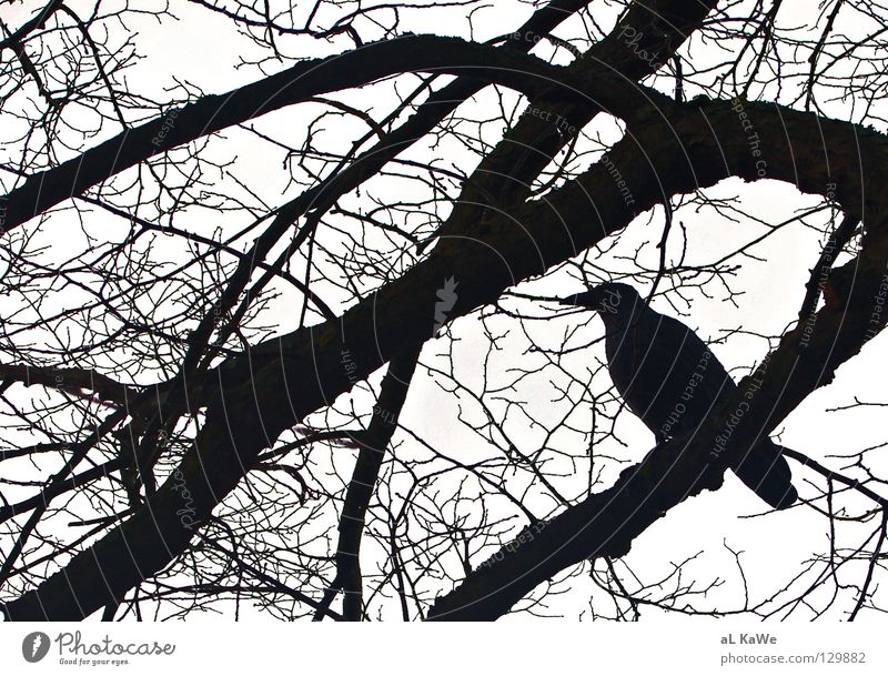 Black and White Vs. Crow Rabenvögel Baum Winter schlechtes Wetter Schwarzweißfoto Vogel Ast Black & White