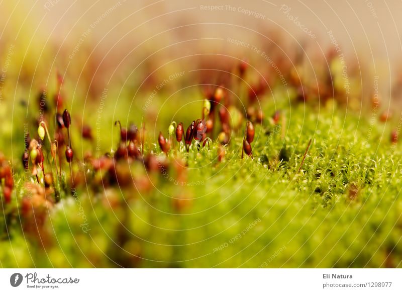 Mooslandschaft Natur Landschaft Pflanze Erde Frühling Sommer Schönes Wetter Garten Park Wiese Blühend Erholung Wachstum ästhetisch nass natürlich braun gelb