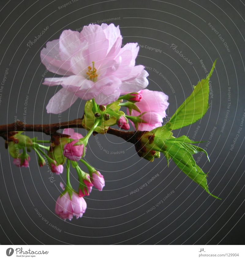 kirschblüte 3 elegant Glück schön ruhig Duft Umwelt Natur Pflanze Frühling Blume Blüte weich braun grau grün rosa ästhetisch Kirschblüten Ast Zweig Japan Asien