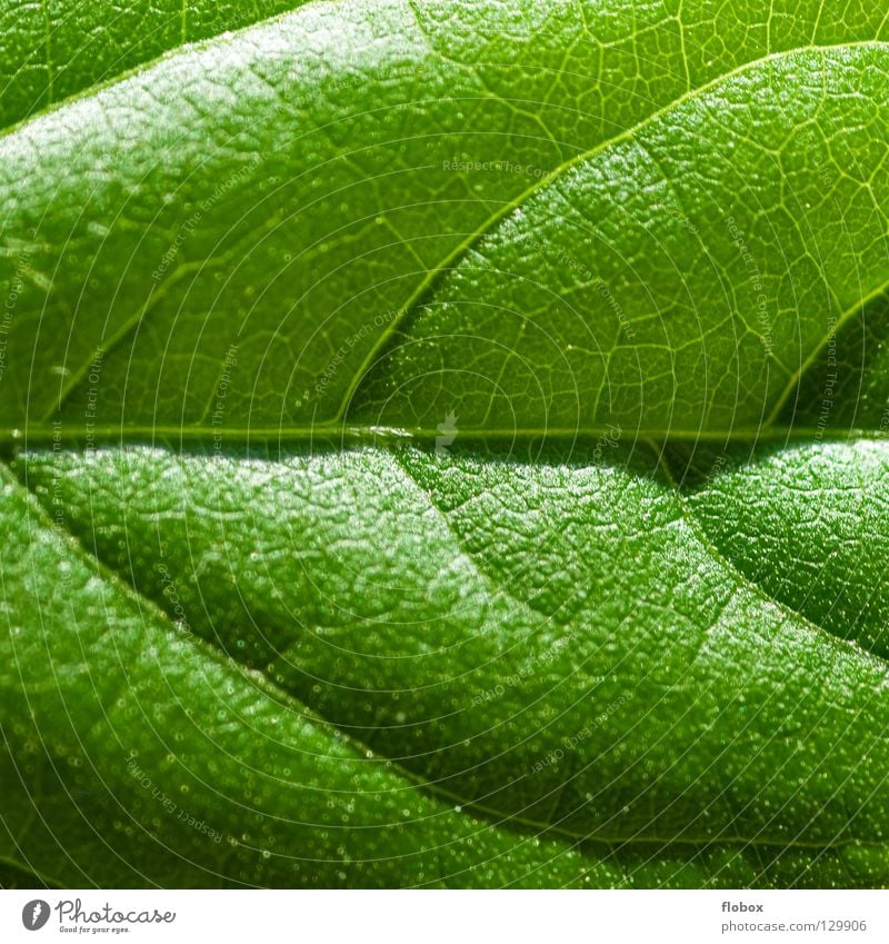 Blattcase grün frisch Natur Frühling Sommer Pflanze Photosynthese Botanik Pflanzenteile pflanzlich ökologisch Umwelt Gefäße Wachstum Synthese