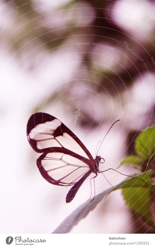 alles licht, das wir nicht sehen Natur Pflanze Tier Frühling Sommer Schönes Wetter Blatt Garten Park Wiese Wildtier Schmetterling Flügel glasflügelfalter