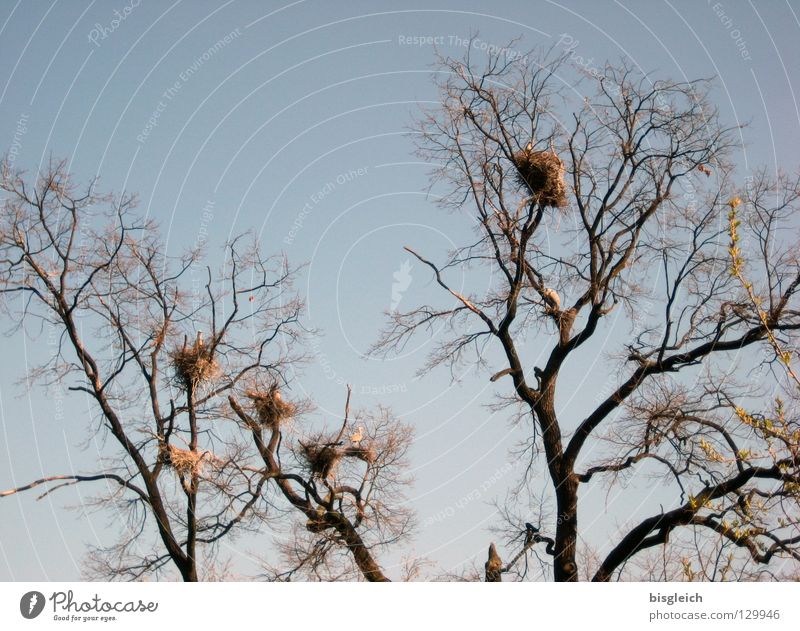Reiher-Haus-Siedlung Farbfoto Außenaufnahme Menschenleer Himmel Baum Tier Vogel Tiergruppe ruhig Nest Graureiher tree trees birds sky Ast Zweig Tag