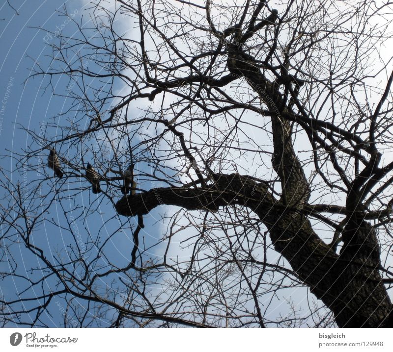 Krähen-Baum Farbfoto Außenaufnahme Menschenleer Froschperspektive Himmel Tier Vogel 3 blau Tod Zweige u. Äste Ast Sensenmann