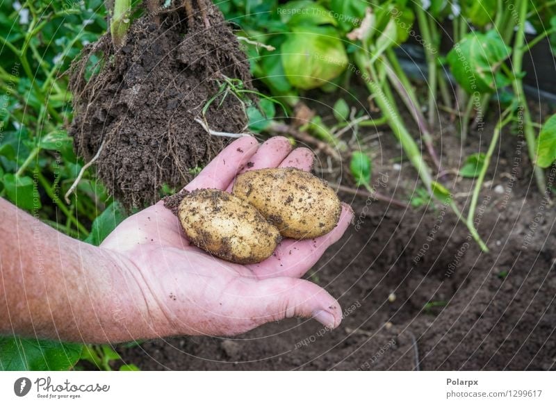 Frische Kartoffeln in einem Garten Gemüse Sommer Arbeit & Erwerbstätigkeit Gartenarbeit Mann Erwachsene Hand Umwelt Natur Pflanze Erde dreckig frisch braun grün