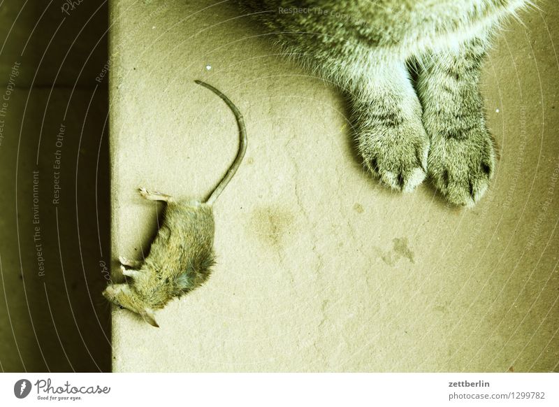 Katz und Maus Katze Tod Opfer gefangen Fressen Mahlzeit Schädlinge Pflanzenschädlinge nützlich Haustier Landraubtier Tier Feindschaft Fell Pfote Schwanz