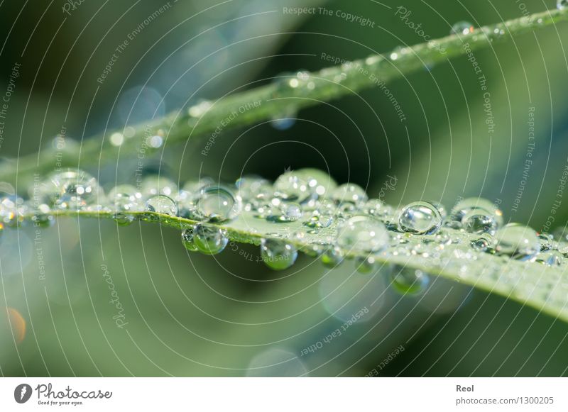 Wassertropfen Natur Tier Urelemente Sonnenlicht Sommer Pflanze Gras Schilfrohr grün Tau Tropfen Morgen Farbfoto Gedeckte Farben Außenaufnahme Menschenleer