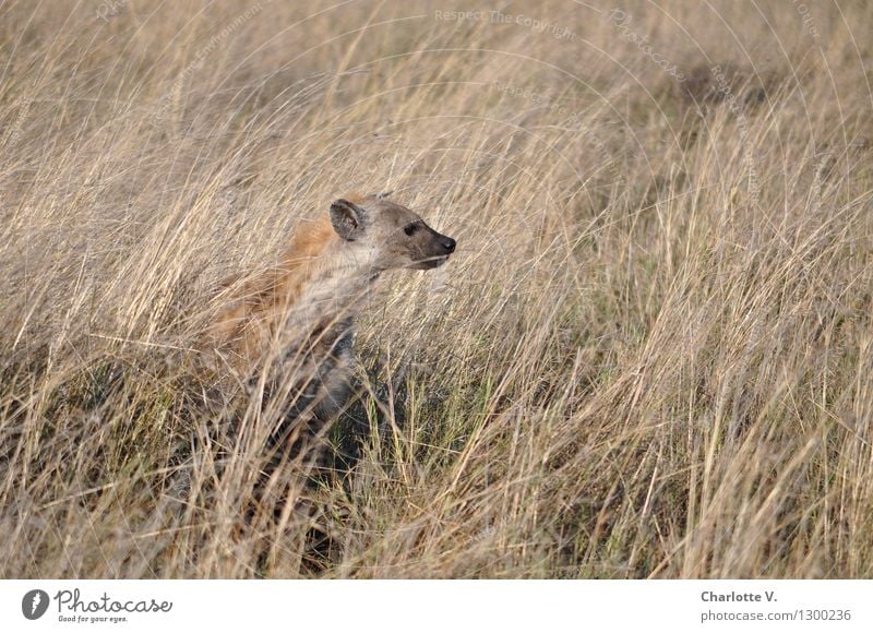 Hyäne Natur Tier Schönes Wetter Gras Grasland Steppe Wildtier 1 hocken Blick sitzen frei natürlich klug trocken wild braun grau selbstbewußt ruhig Neugier