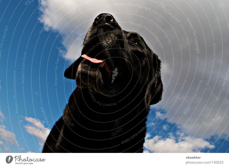 mit weitblick Hund Labrador träumen Sehnsucht Fernweh Tier Erwartung schwarz Hoffnung grau Trauer elegant Hochmut Neugier Außenaufnahme schön Säugetier Himmel
