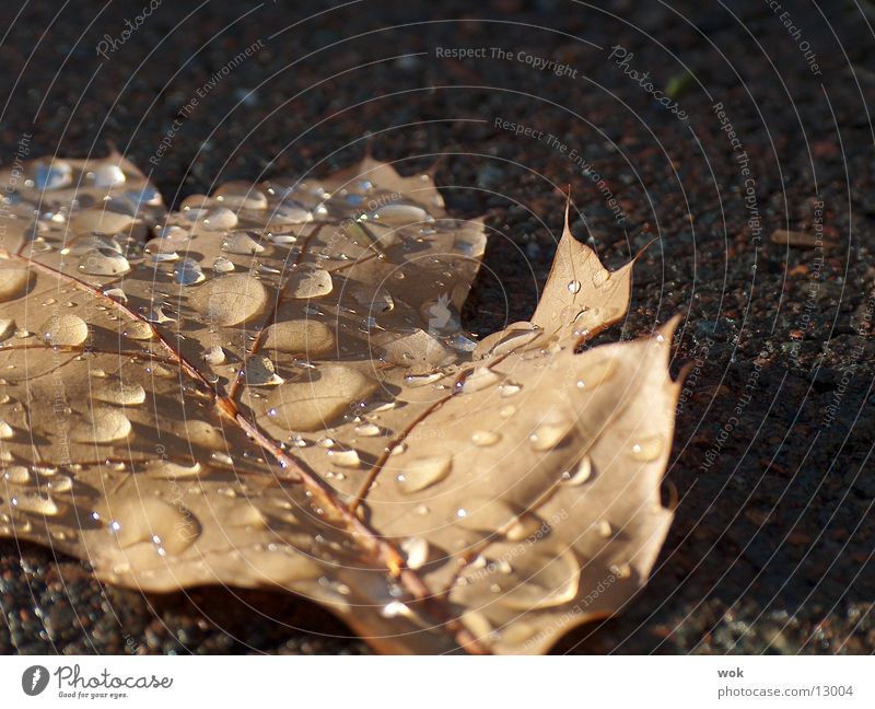 wassertropfen auf blatt Blatt nass Wasser Wassertropfen Makroaufnahme