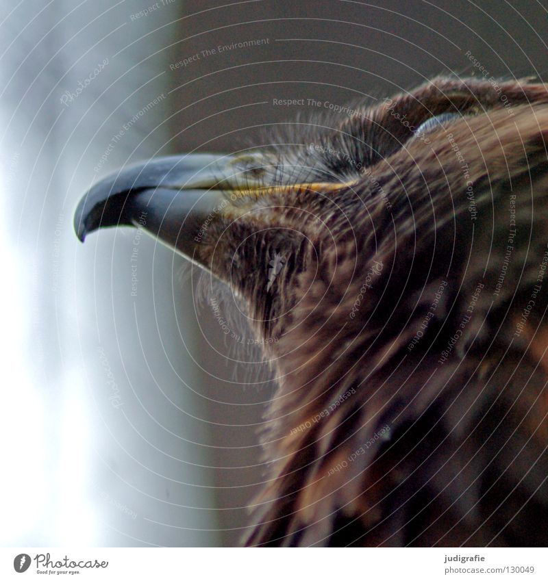 Adler Vogel Greifvogel Schnabel Sehnsucht Froschperspektive Feder Ornithologie Tier schön Umwelt Farbe steppenadler Blick oben Stolz Leben Natur