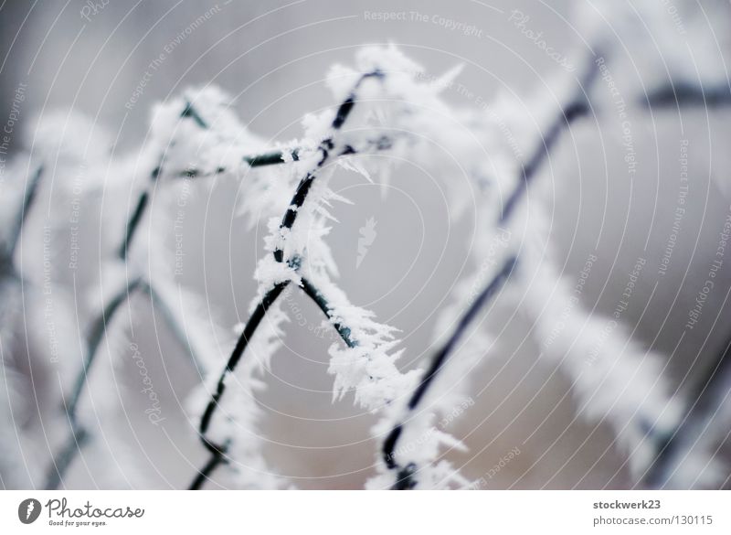 Defence Winter Schnee Wind Eis Frost Zaun Metall Linie kalt Spitze stachelig weiß Sicherheit Schutz standhaft Trennung Wandel & Veränderung Tiefenschärfe