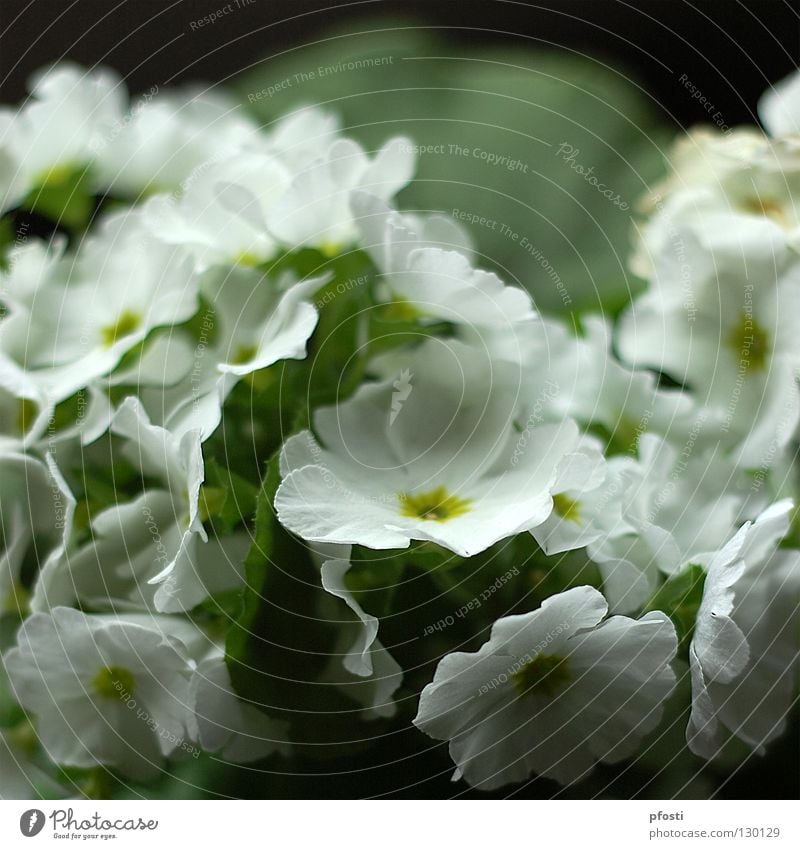 Flos pulcher! Blume Blüte grün Pflanze Zierpflanze Topfpflanze Reifezeit Wachstum schön Physik Leben duftig Dekoration & Verzierung Duft Natur Blühend gießen