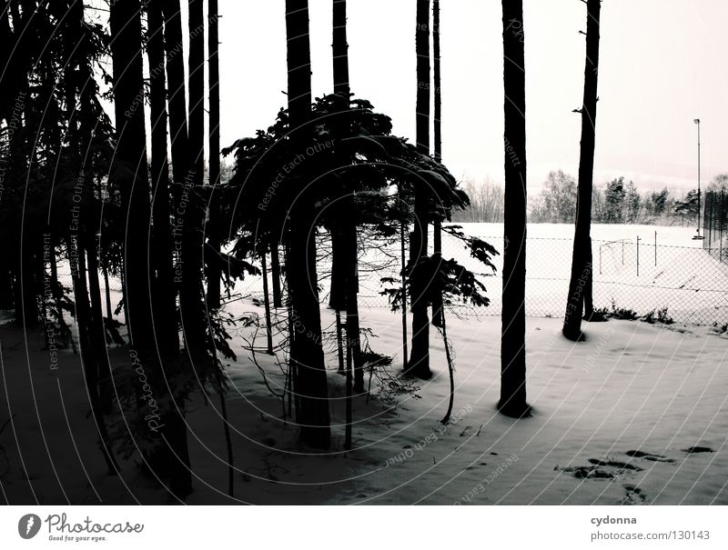Kann man Schnee hören? weiß kalt Baum Winter Jahreszeiten Wetter Zaun ruhig beobachten Wald Waldrand Sportplatz Horizont Baumstamm Nadelwald dunkel Licht